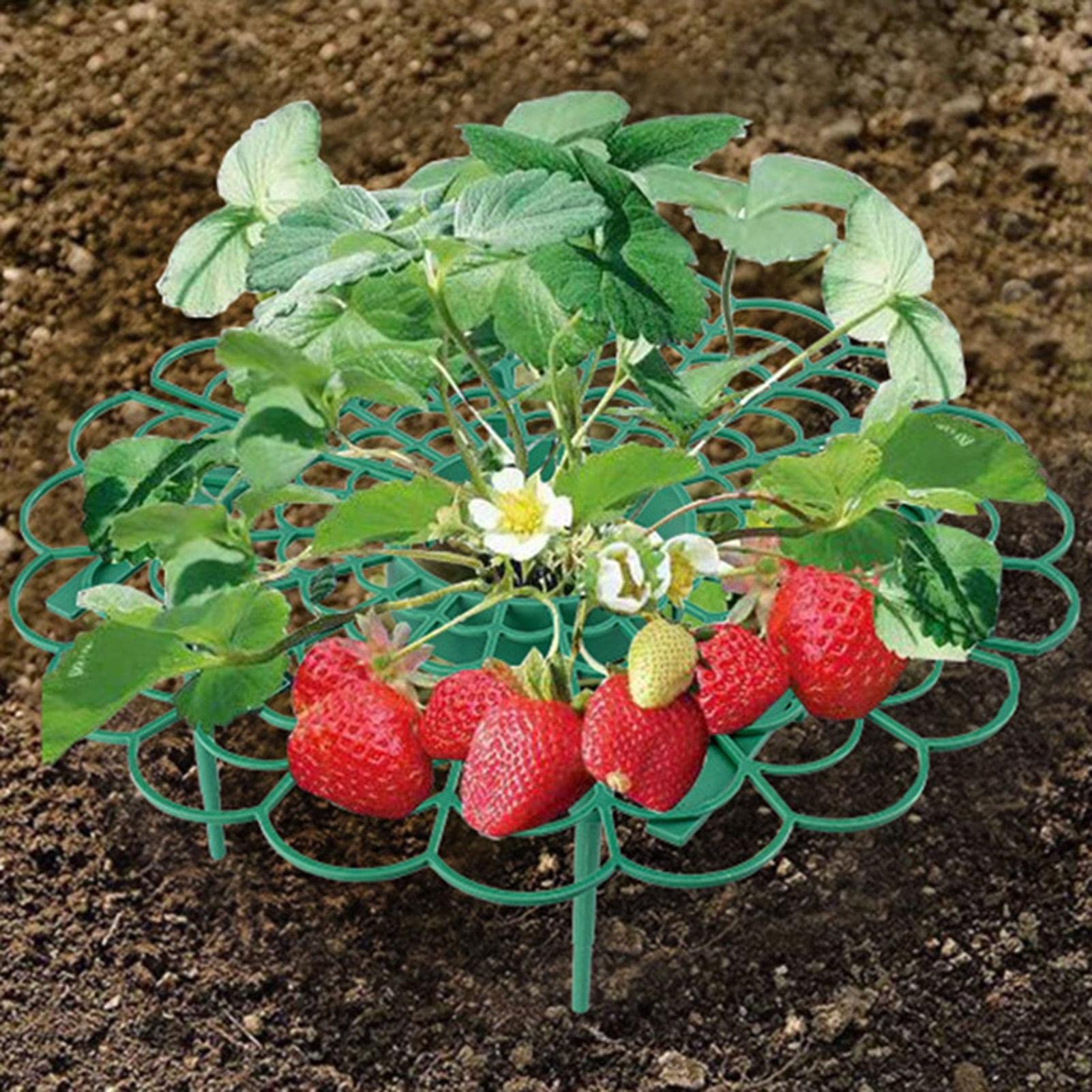 ☘️ 苺サポート フルーツ　植物ホルダー 植物支え 苗ホルダー 果実サポート Amazon | 園芸支柱 イチゴ サポート 莓サポート いちご植え支柱 チゴ